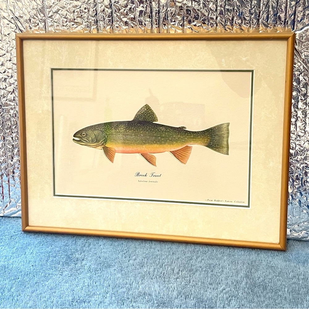 Freshwater Fish Haddons Famous Collection